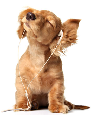 听音乐的狗狗.jpg